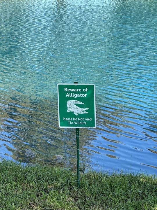 A Beware of Alligator sign standing in blue water